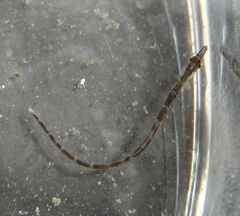 Syngnathus scovelli
