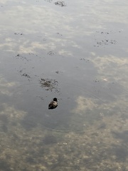 Aythya affinis