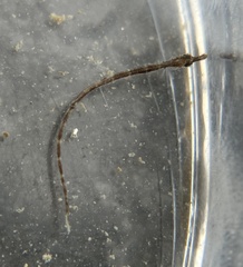 Syngnathus scovelli