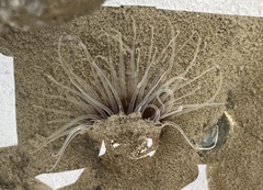 Ceriantheopsis americanus