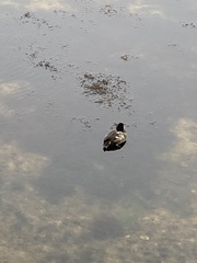 Aythya affinis