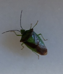 Acanthosoma haemorrhoidale