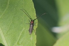 Apagomerella versicolor