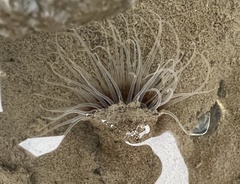 Ceriantheopsis americanus