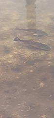 Sciaenops ocellatus