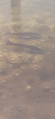 Sciaenops ocellatus
