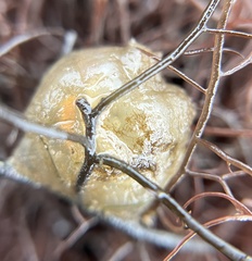 Molgula manhattensis