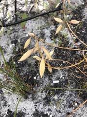 Wiborgiella inflata