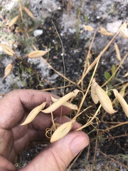 Wiborgiella inflata