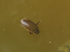 Dytiscus