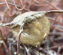 Molgula manhattensis