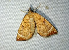 Eulithis testata