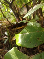 Posttaygetis penelea