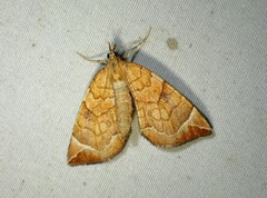 Eulithis testata