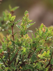 Weinmannia fagaroides