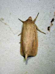 Globia oblonga