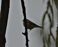 Setophaga coronata