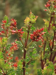 Weinmannia fagaroides