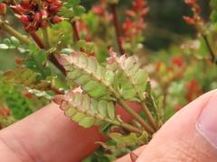 Weinmannia fagaroides