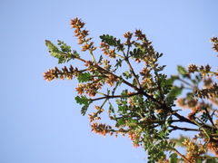 Weinmannia fagaroides