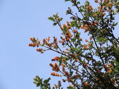 Weinmannia fagaroides