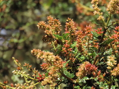 Weinmannia fagaroides