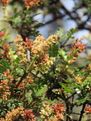 Weinmannia fagaroides