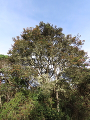 Weinmannia fagaroides