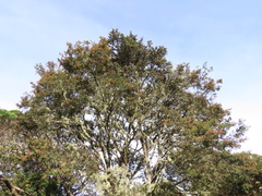 Weinmannia fagaroides