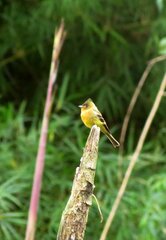 Mitrephanes phaeocercus