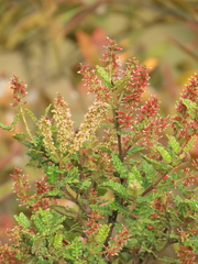 Weinmannia tomentosa