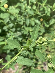 Cyrtacanthacridini