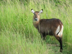 Kobus ellipsiprymnus defassa