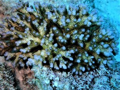 Pocillopora