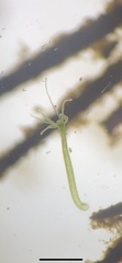 Hydra viridissima