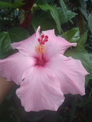 Hibiscus