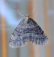 Operophtera