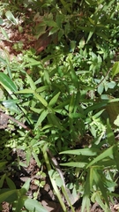 Anthemideae