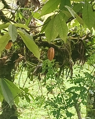 Theobroma cacao