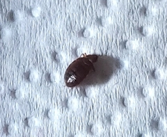 Cimex lectularius
