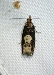 Epinotia trigonella
