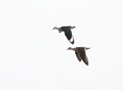 Nettapus coromandelianus