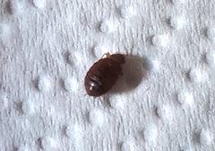 Cimex lectularius