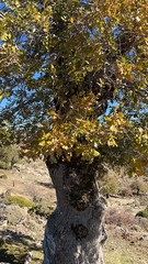 Quercus faginea