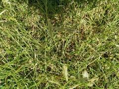 Bouteloua dactyloides