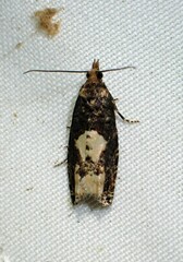 Epinotia trigonella