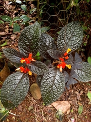 Chrysothemis pulchella