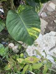 Epipremnum