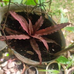 Cryptanthus