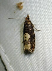 Epinotia trigonella